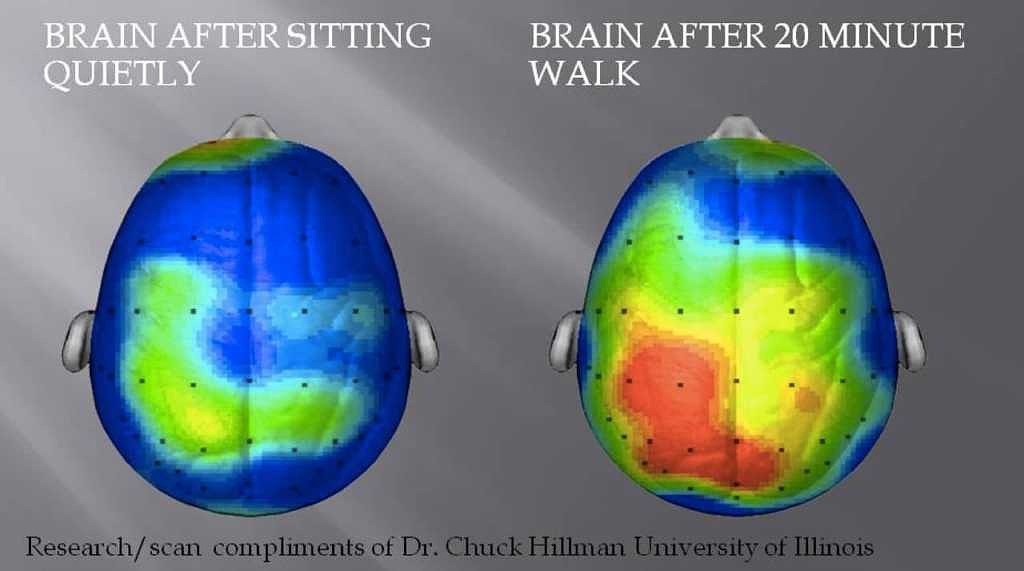 How Does Physical Activity Influence Brain Function In Aging?